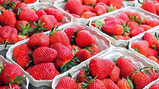 Samosběr jahod na jihu Moravy začíná, cena za kilogram zůstává na loňské úrovni